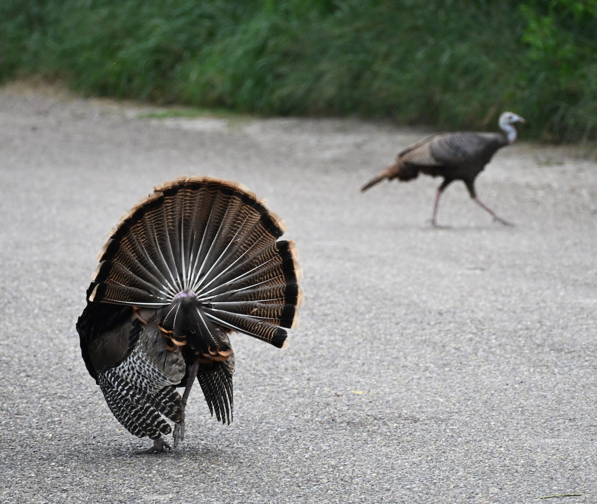 Wild Turkey - ML657583661