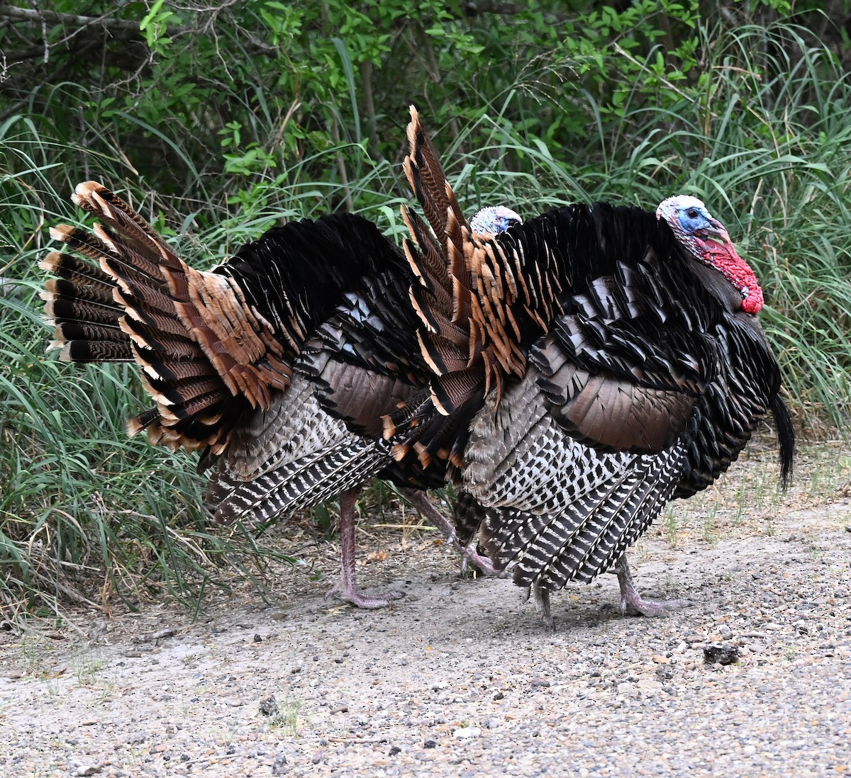Wild Turkey - ML657583670