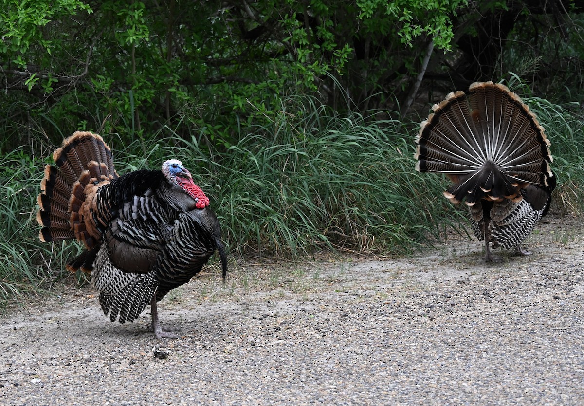 Wild Turkey - ML657583671