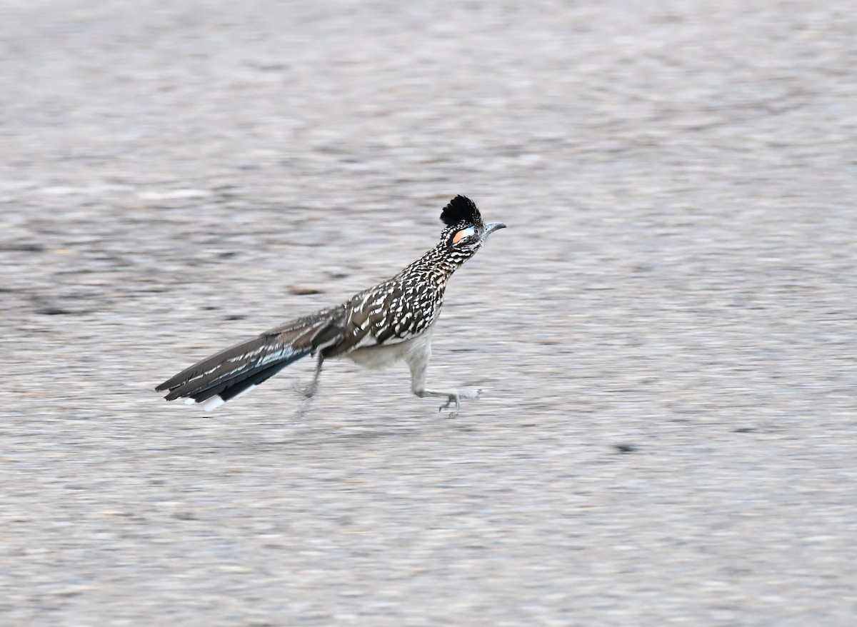 Greater Roadrunner - ML657583711