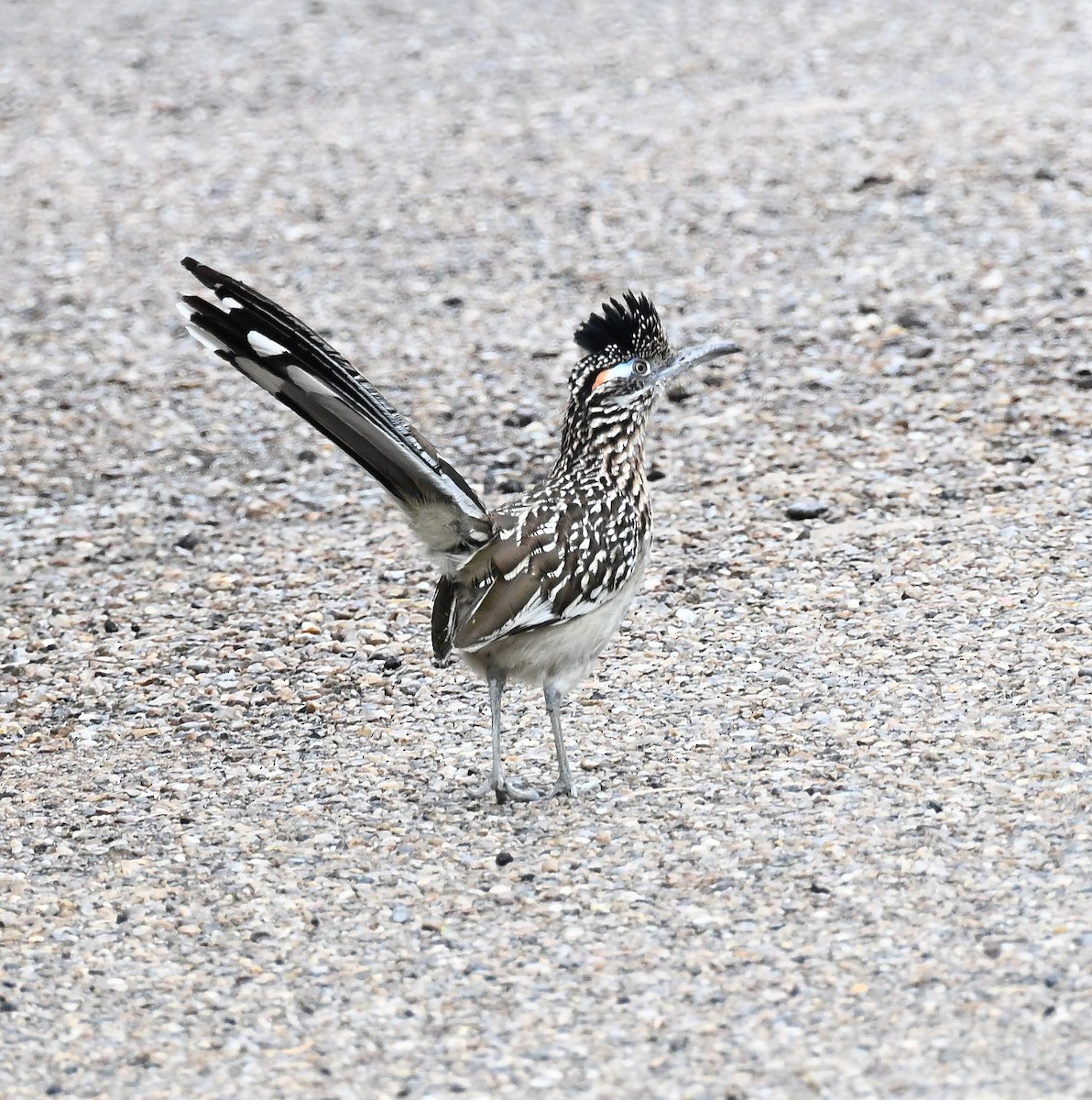 Greater Roadrunner - ML657583712