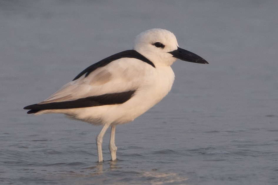 Crab-Plover - ML657584072