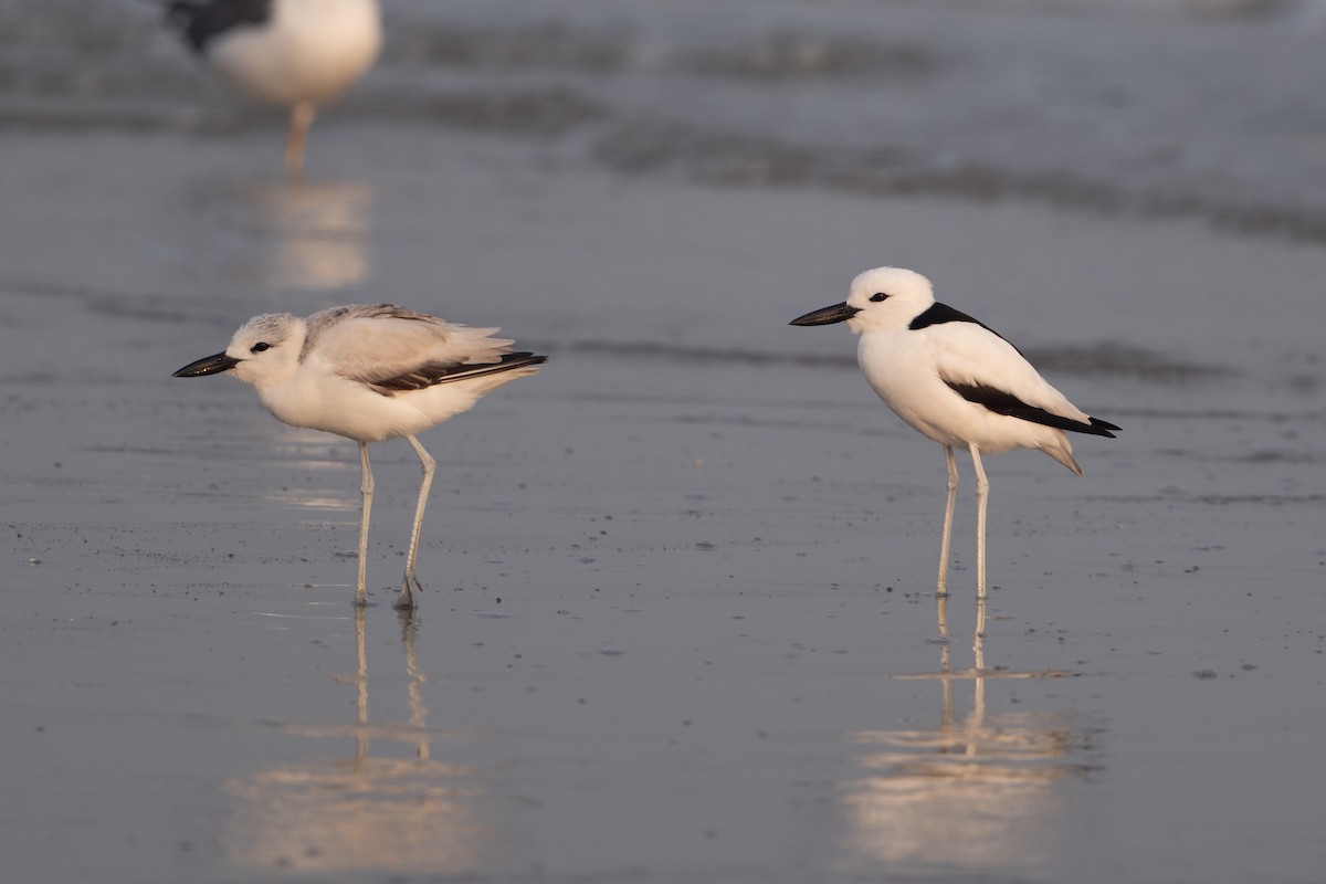Crab-Plover - ML657584078