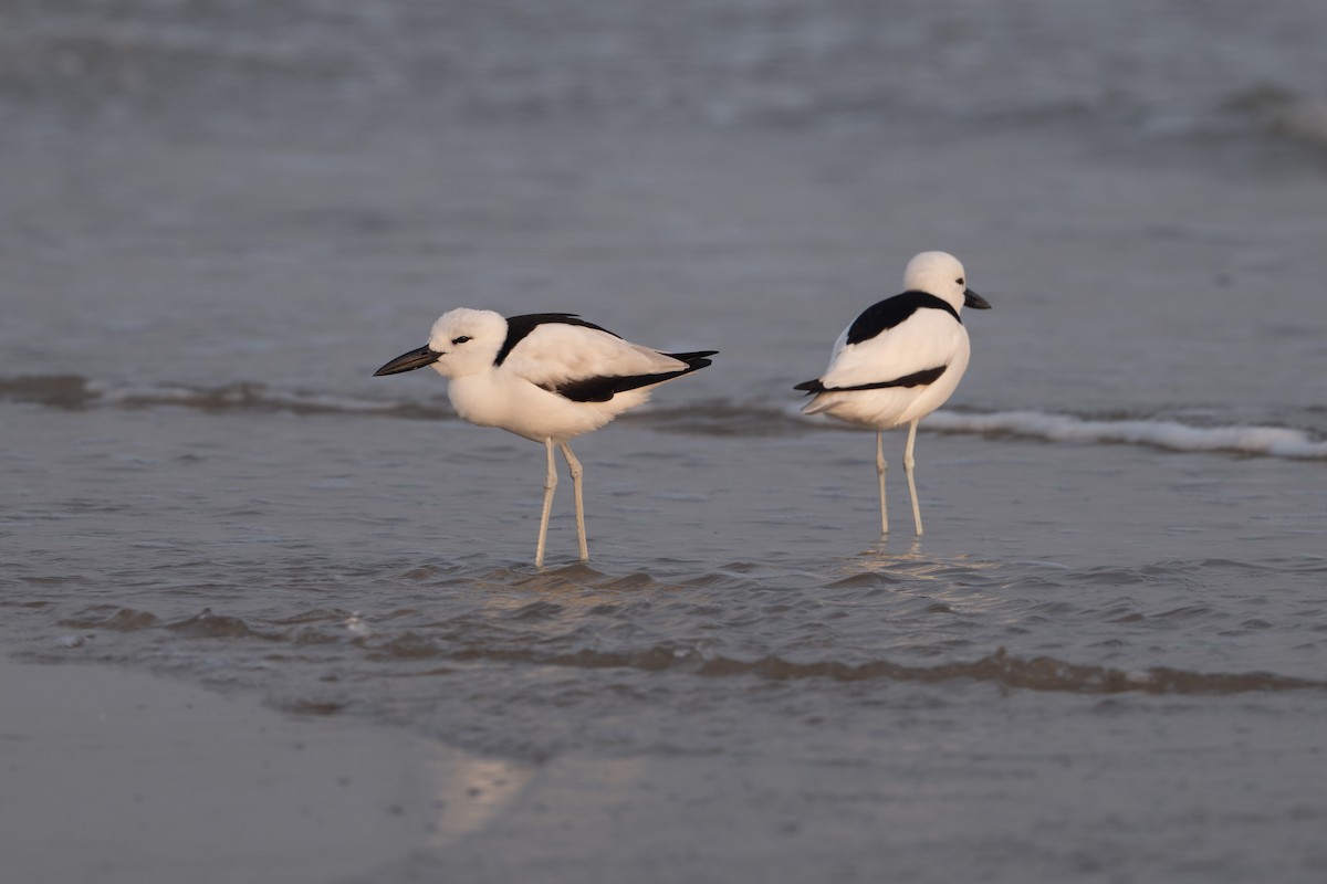 Crab-Plover - ML657584096