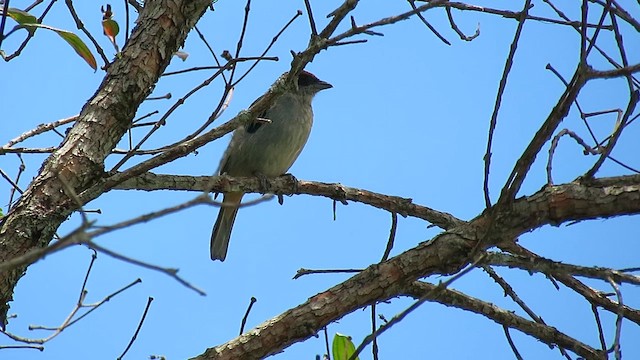 ギンミドリフウキンチョウ - ML657584170