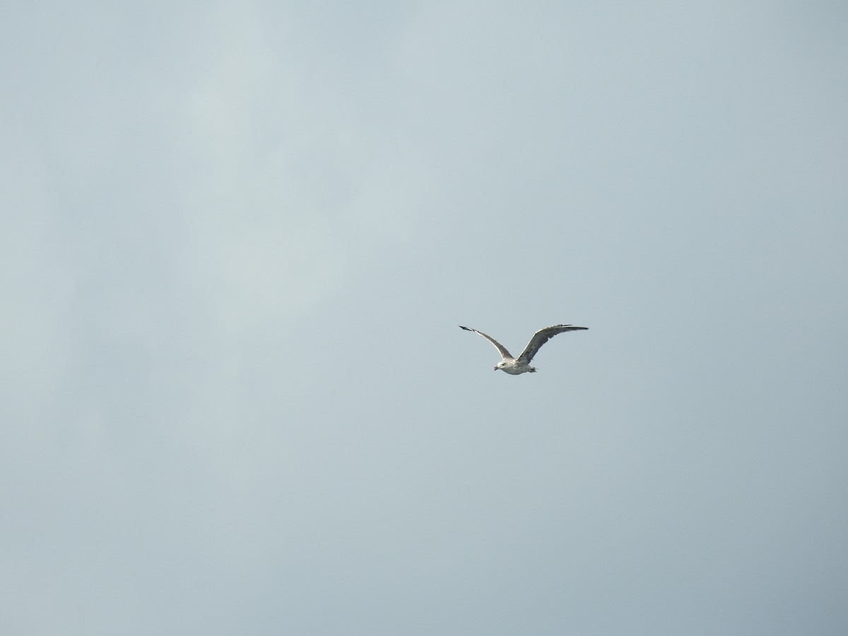 Ring-billed Gull - ML657584782
