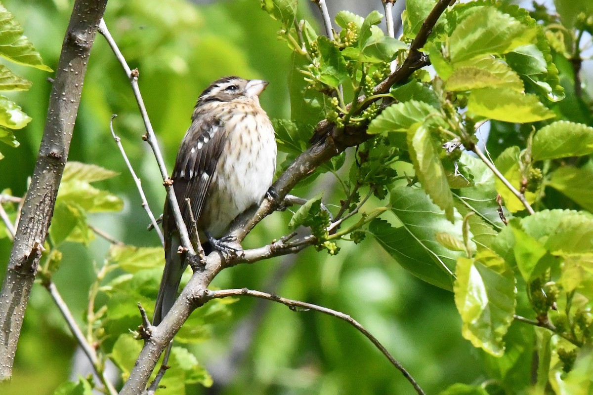 Rose-breasted Grosbeak - ML657584783