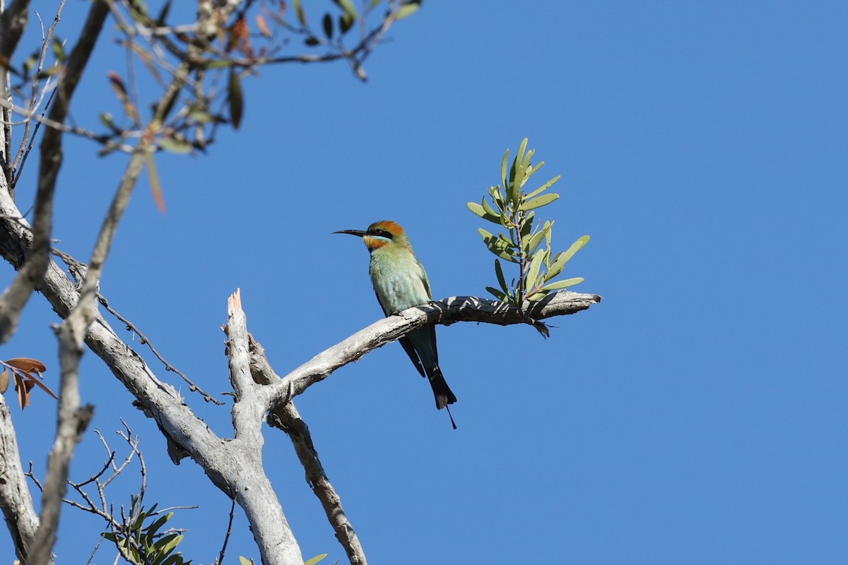 Rainbow Bee-eater - ML657584784