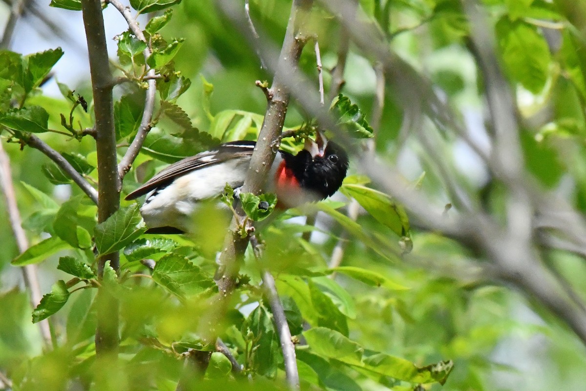 Rose-breasted Grosbeak - ML657584785