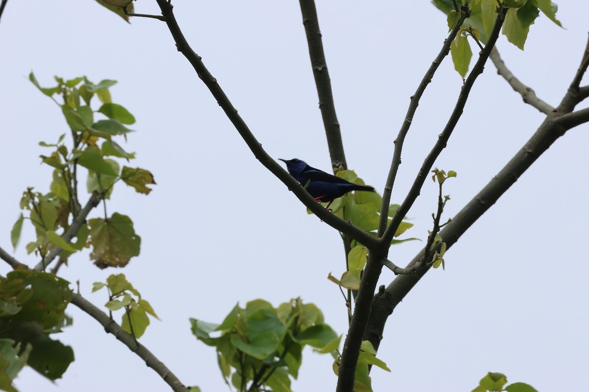Red-legged Honeycreeper - ML657584786