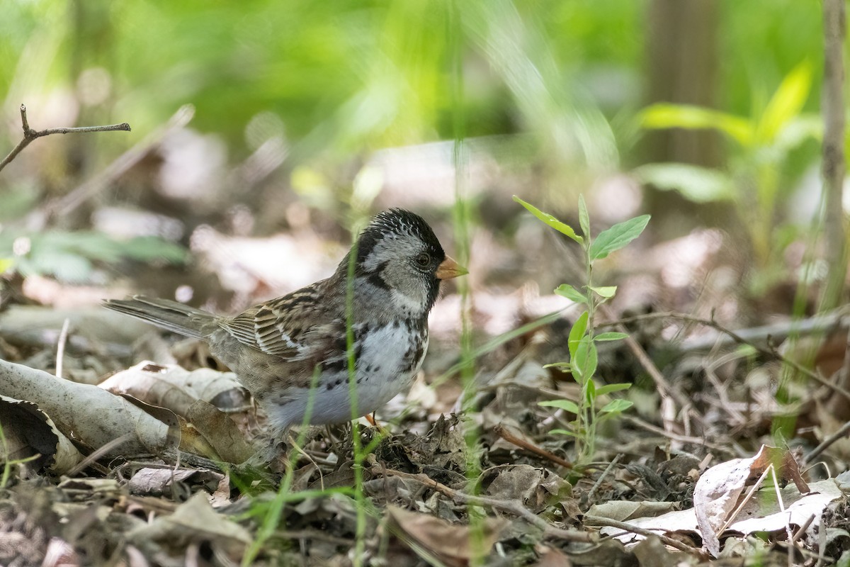 Harris's Sparrow - ML657584788