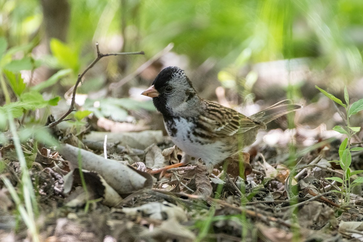 Harris's Sparrow - ML657584789