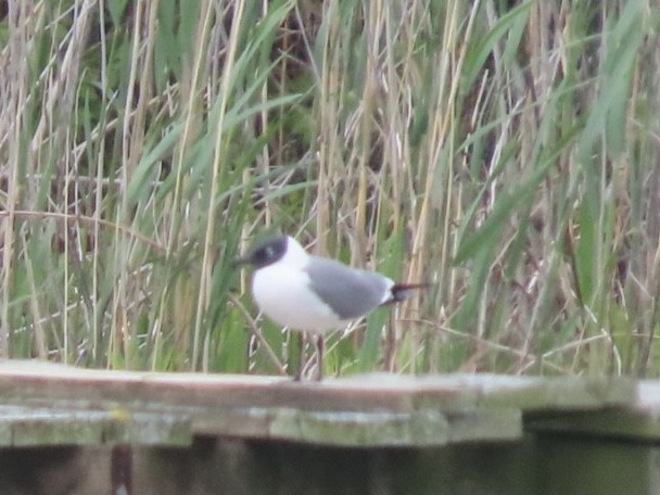 Laughing Gull - ML657584790