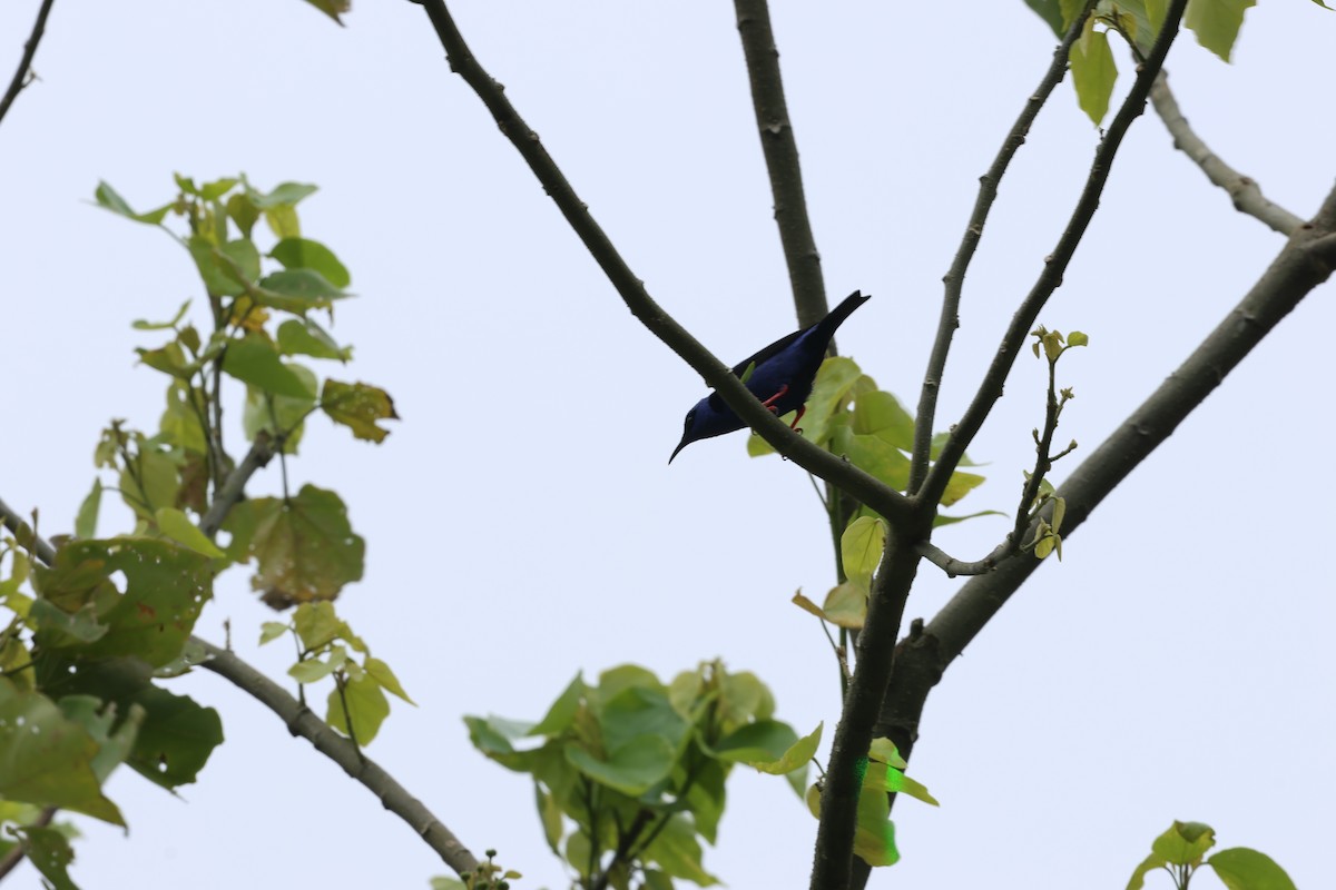 Red-legged Honeycreeper - ML657584792