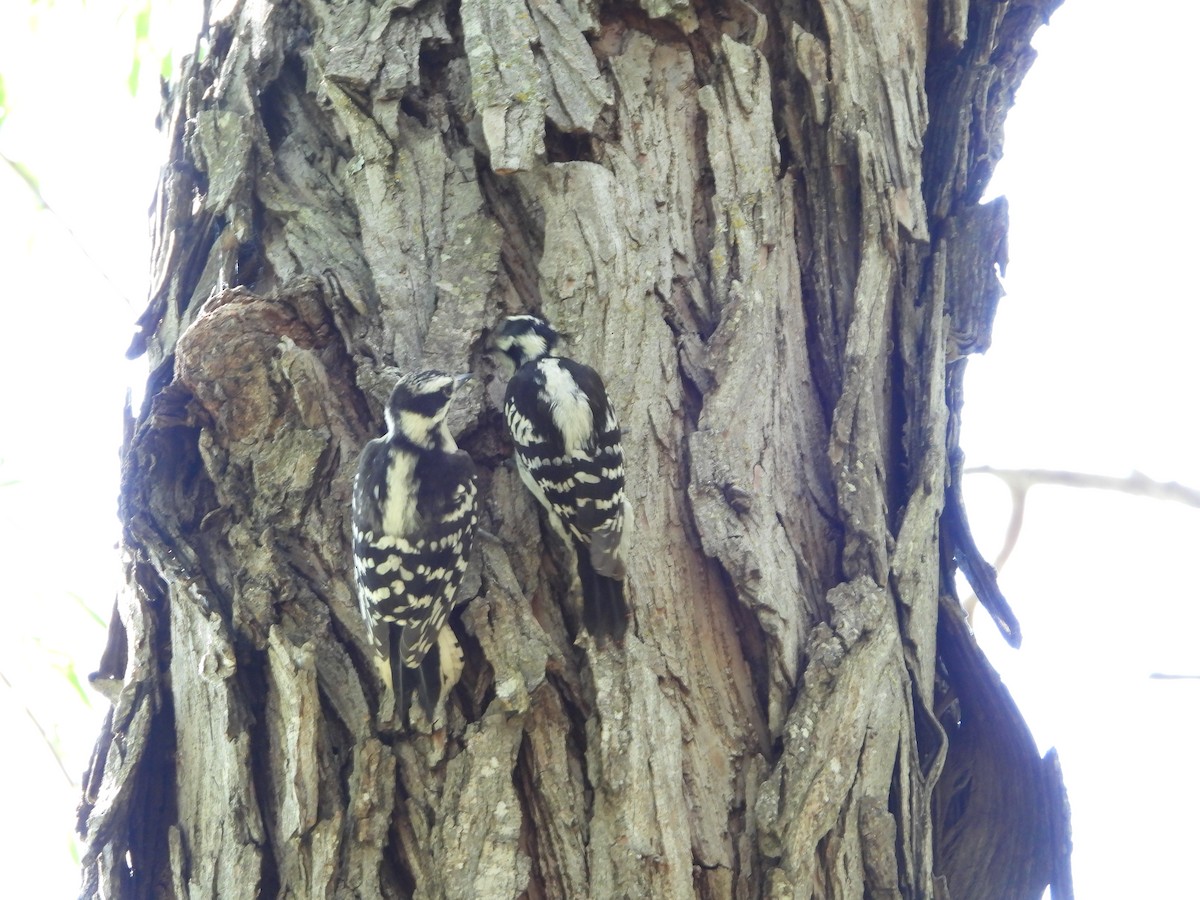 Downy Woodpecker - ML657584795