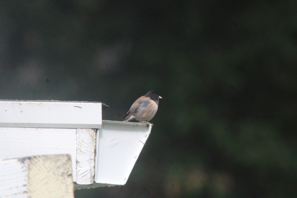 Dark-eyed Junco (Oregon) - ML657584796