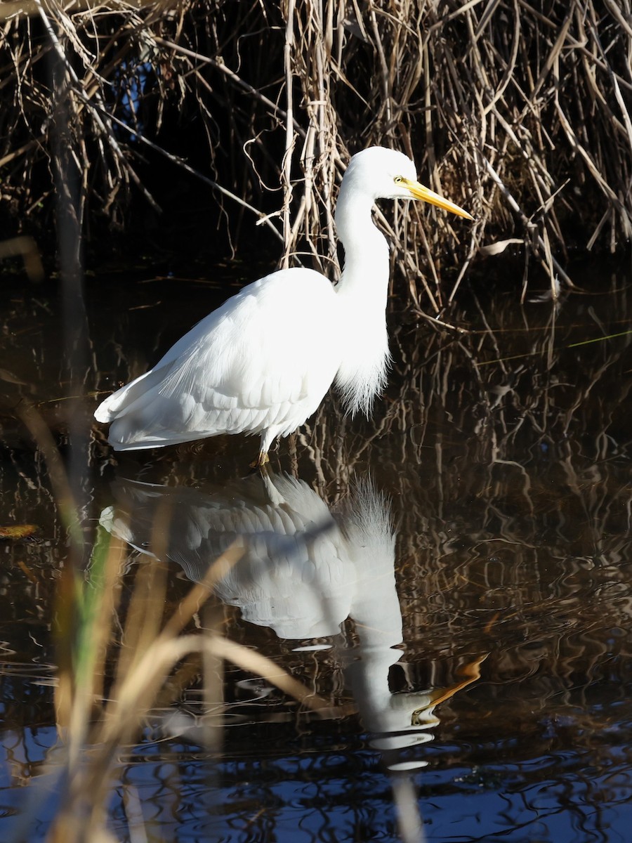 Plumed Egret - ML657584808