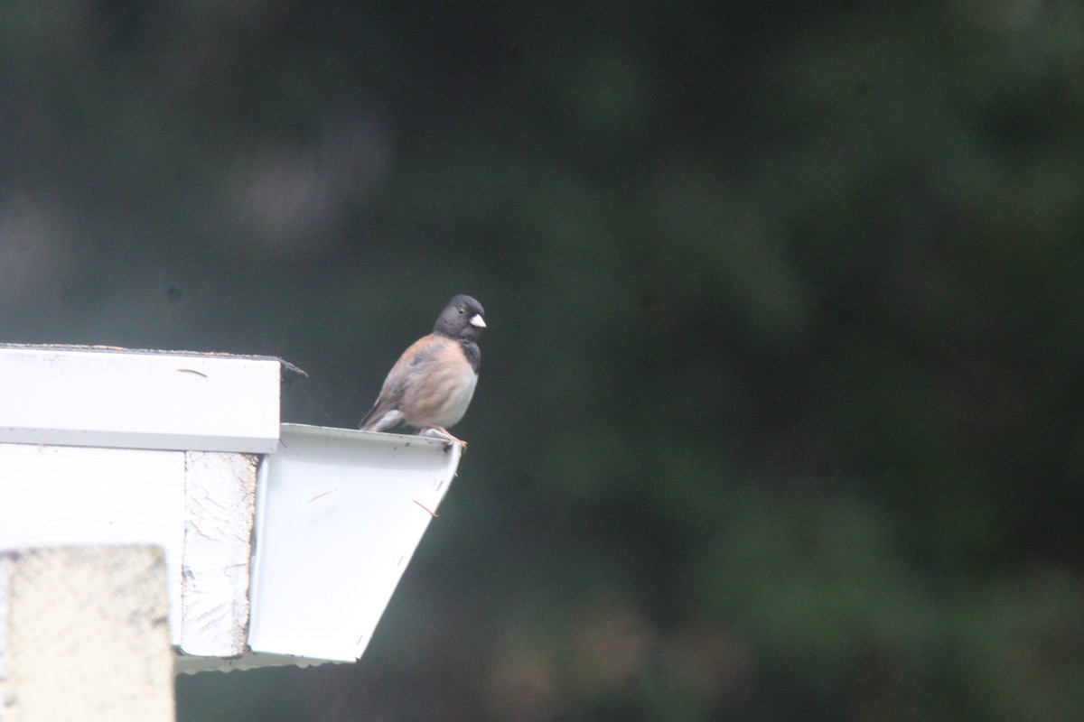 Dark-eyed Junco (Oregon) - ML657584809