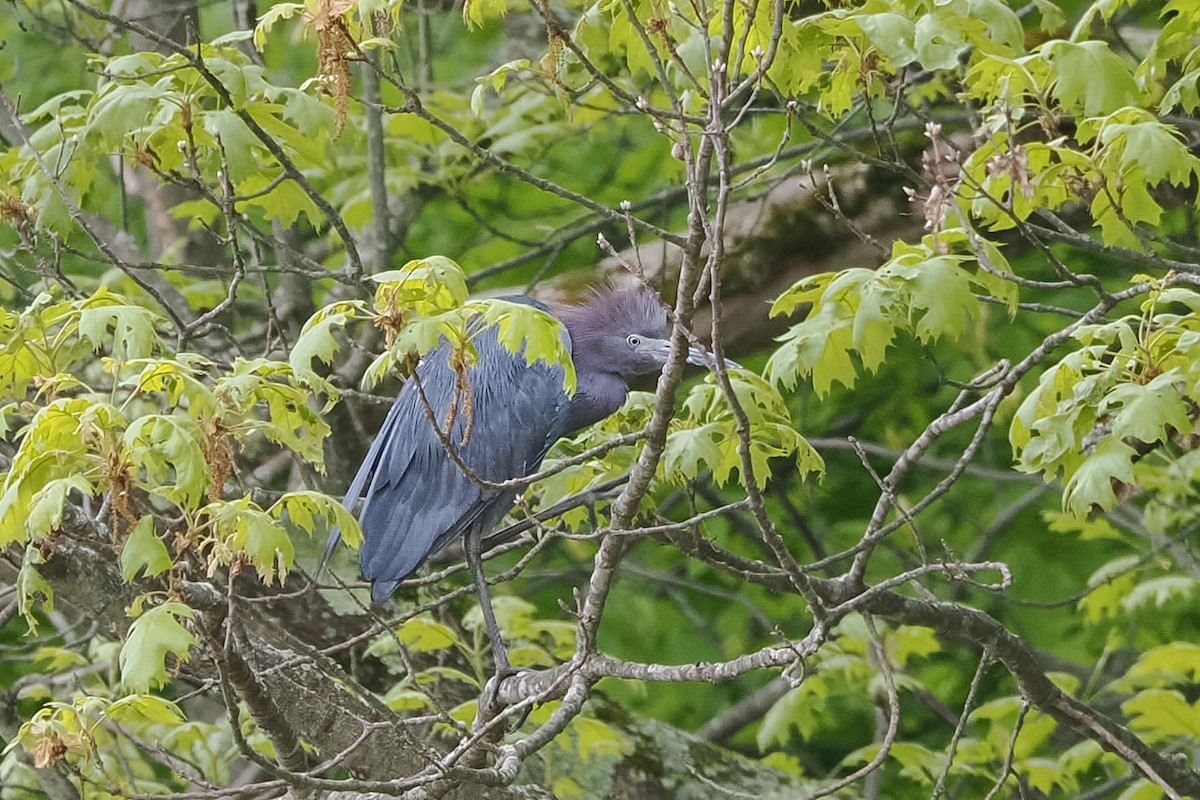 Little Blue Heron - ML657584812
