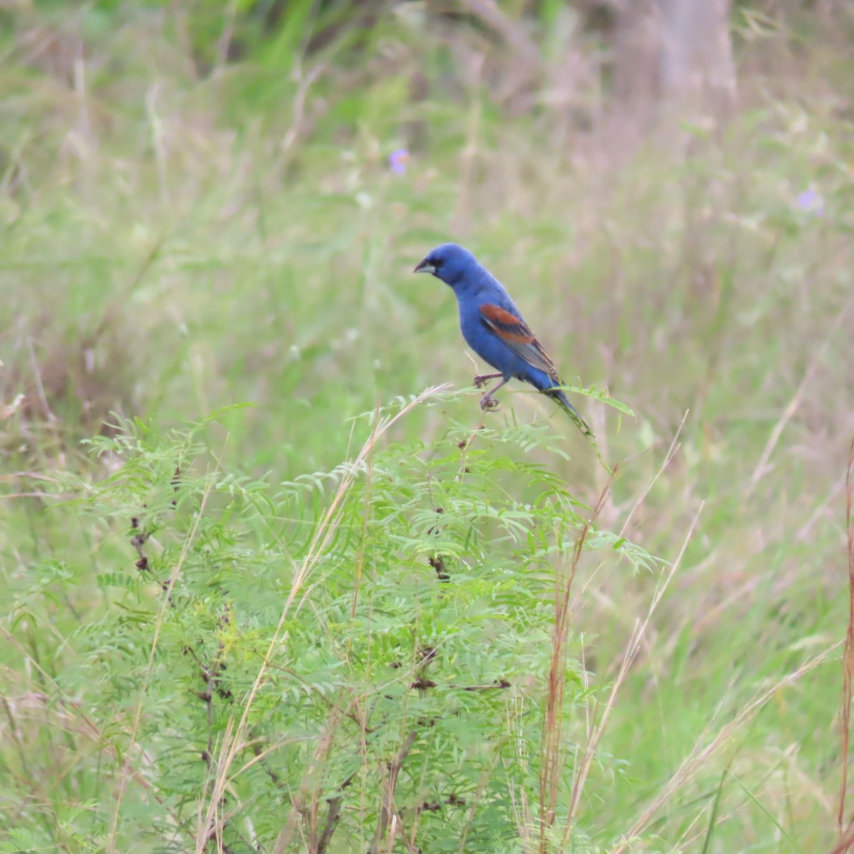 Blue Grosbeak - ML657584814