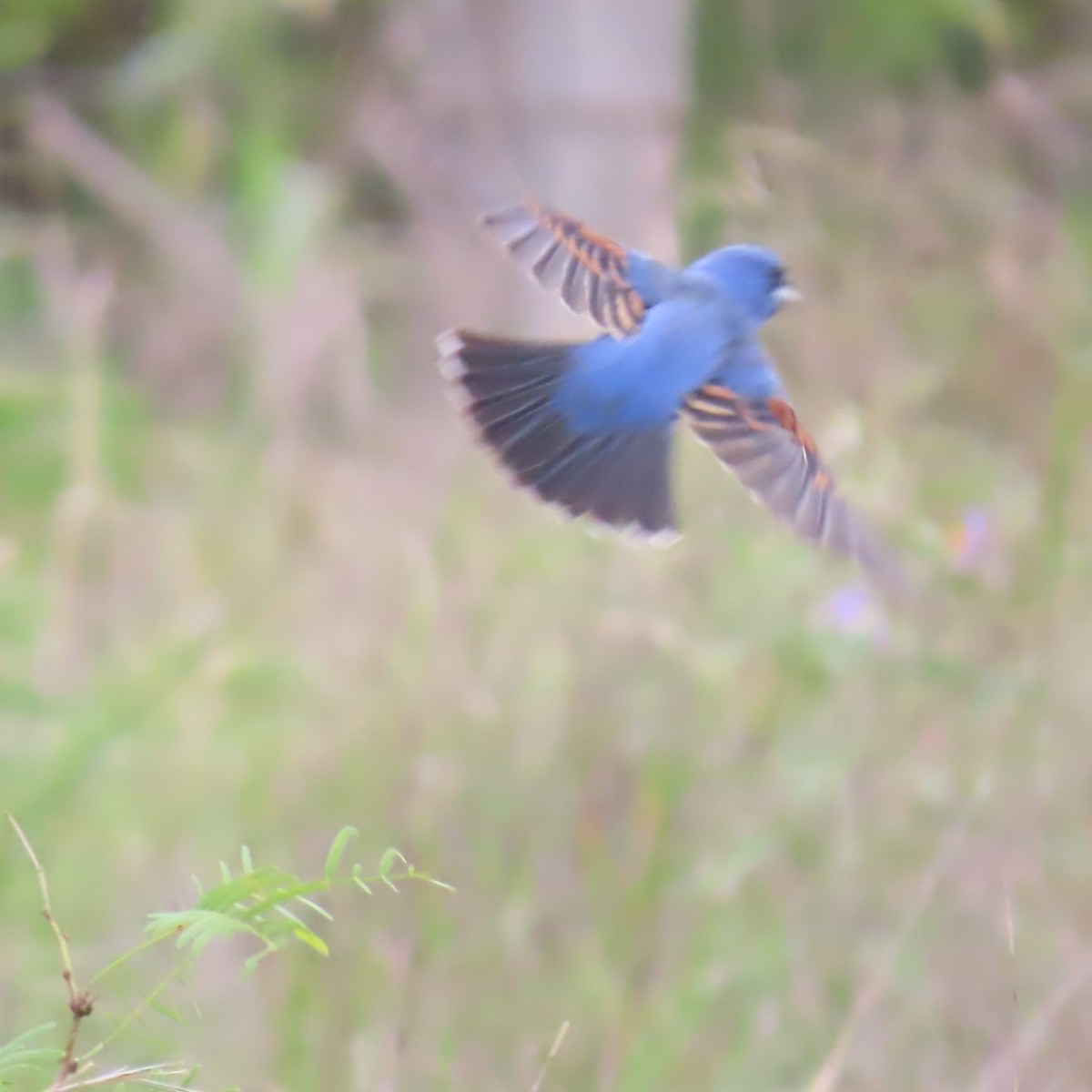Blue Grosbeak - ML657584815