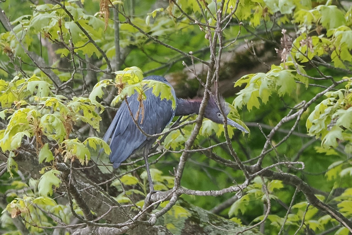 Little Blue Heron - ML657584816