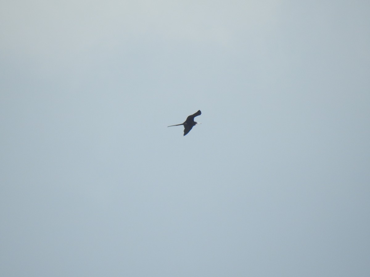 Magnificent Frigatebird - ML657584817