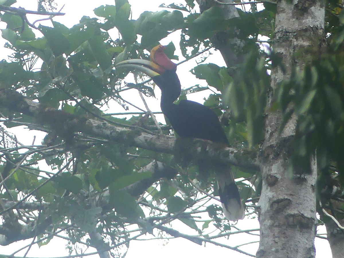 Rhinoceros Hornbill - ML657584818