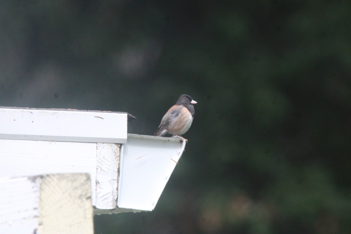 Dark-eyed Junco (Oregon) - ML657584819