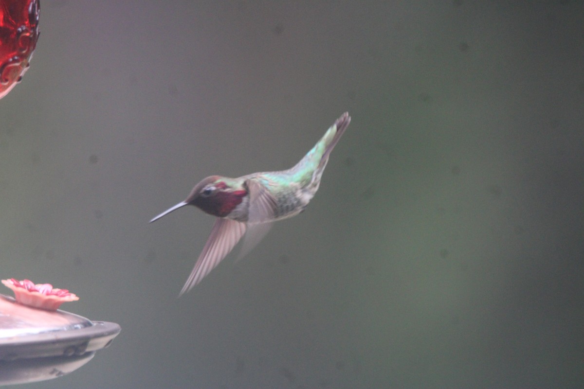 Anna's Hummingbird - ML657584821