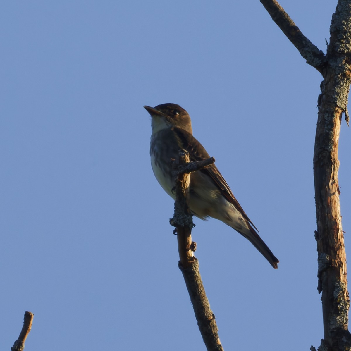 Olive-sided Flycatcher - ML657584822