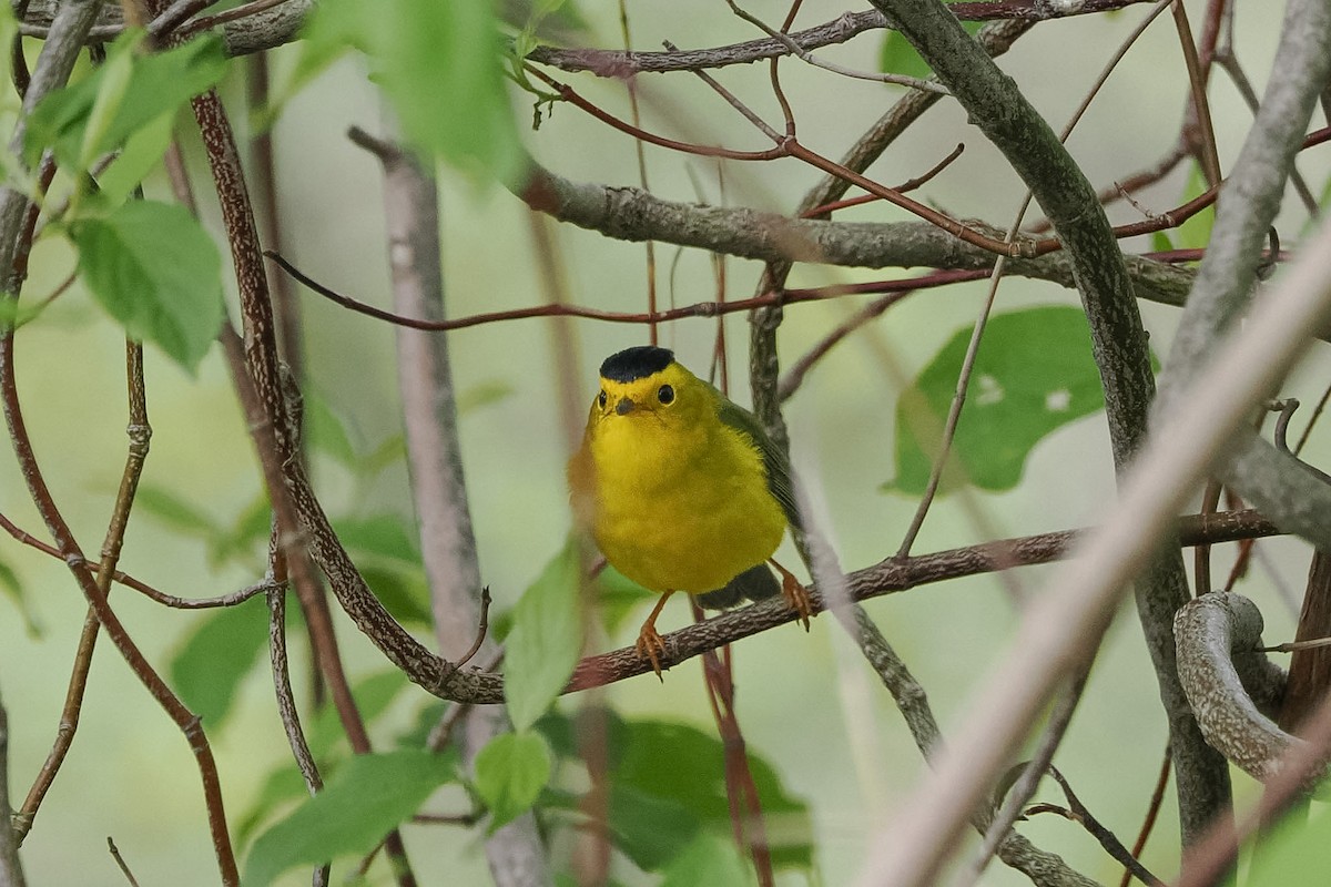 Wilson's Warbler - ML657584826