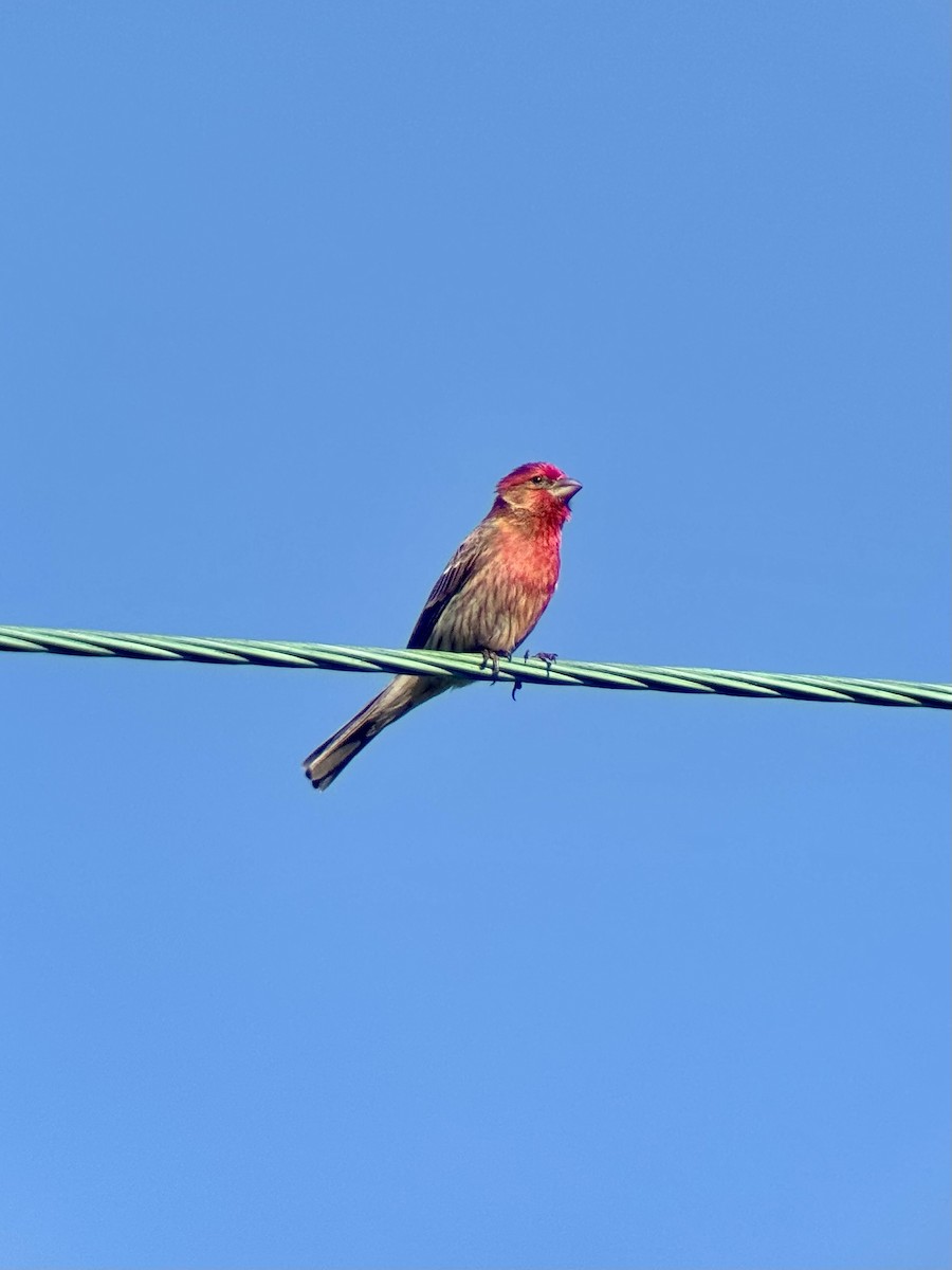 House Finch - ML657584831
