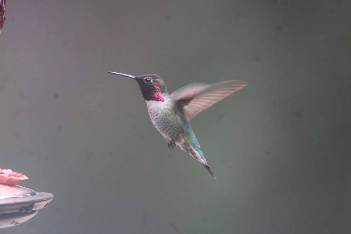 Anna's Hummingbird - ML657584834