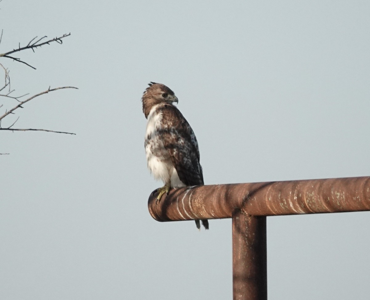 Red-tailed Hawk - ML657584838