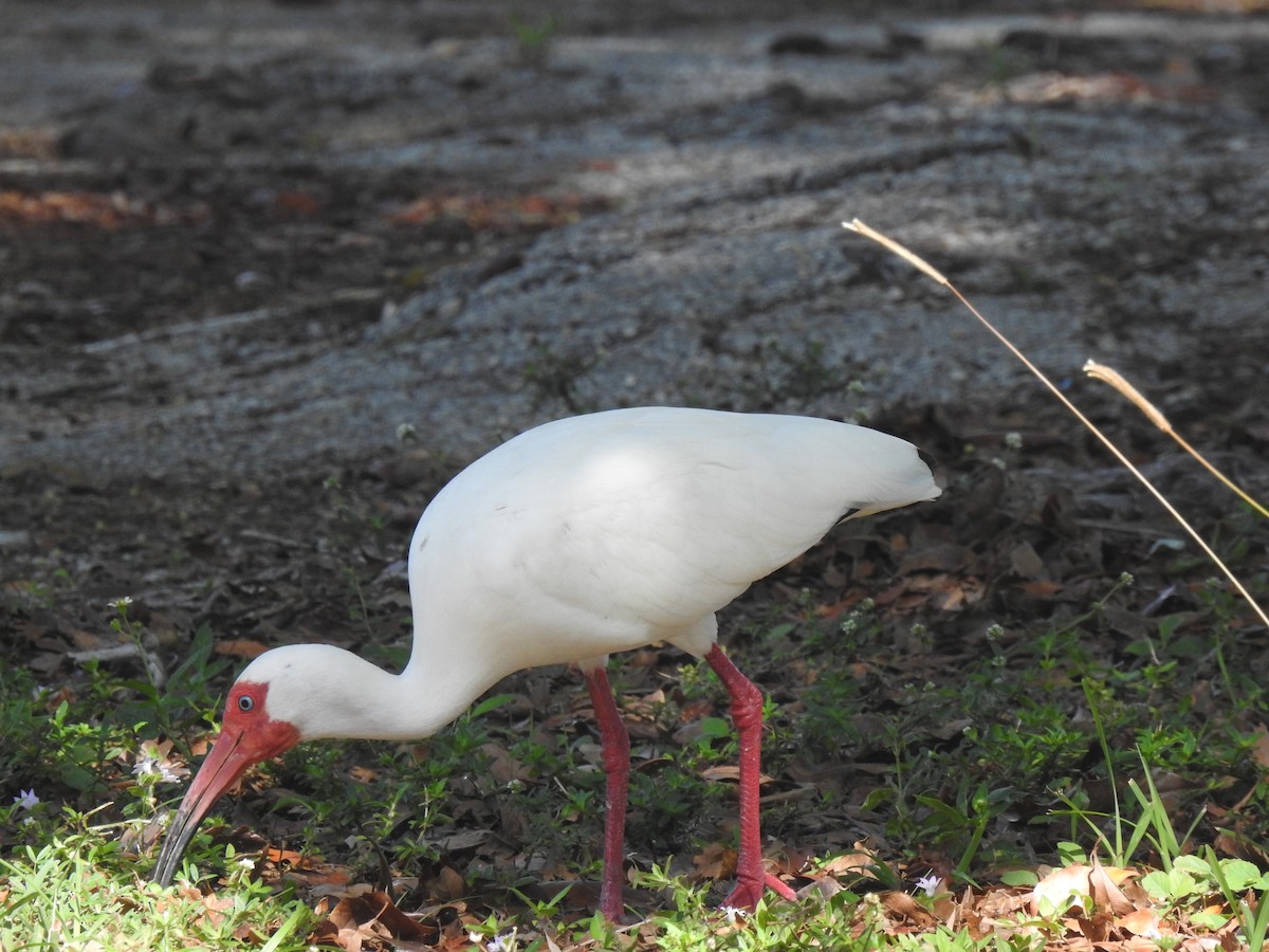 White Ibis - ML657584839