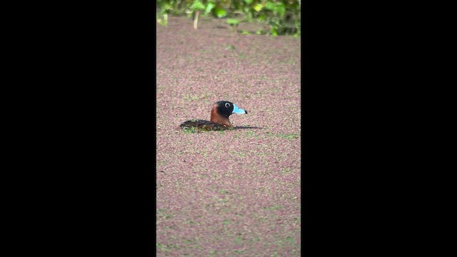 メンカブリオタテガモ - ML657587460