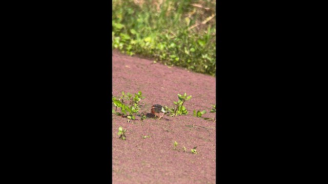 メンカブリオタテガモ - ML657587461