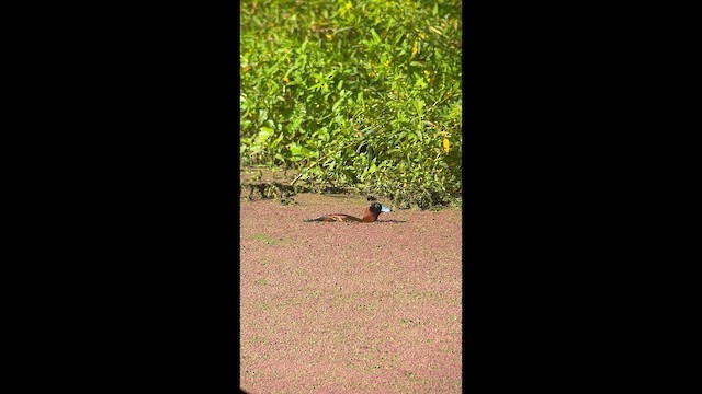 メンカブリオタテガモ - ML657587462