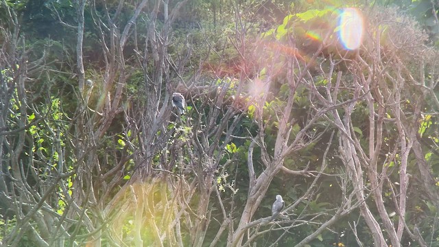 Black-winged Kite - ML657587664