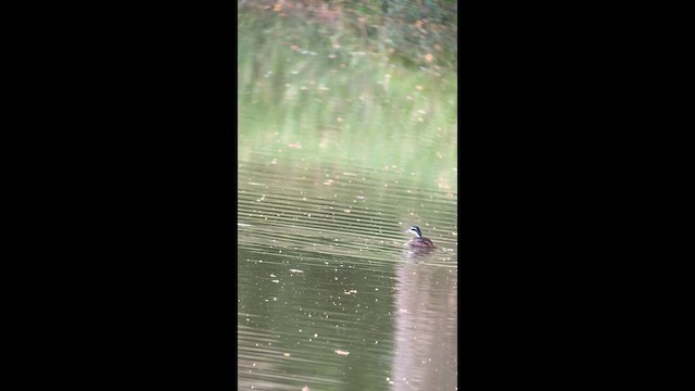 アメリカヒレアシ - ML657587710