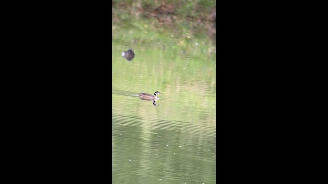 アメリカヒレアシ - ML657587711