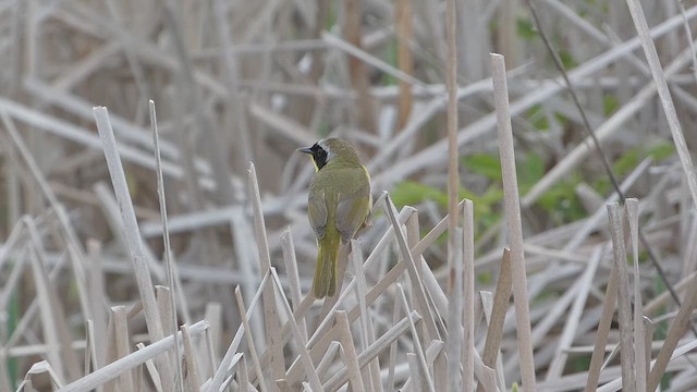 Common Yellowthroat - ML657587813