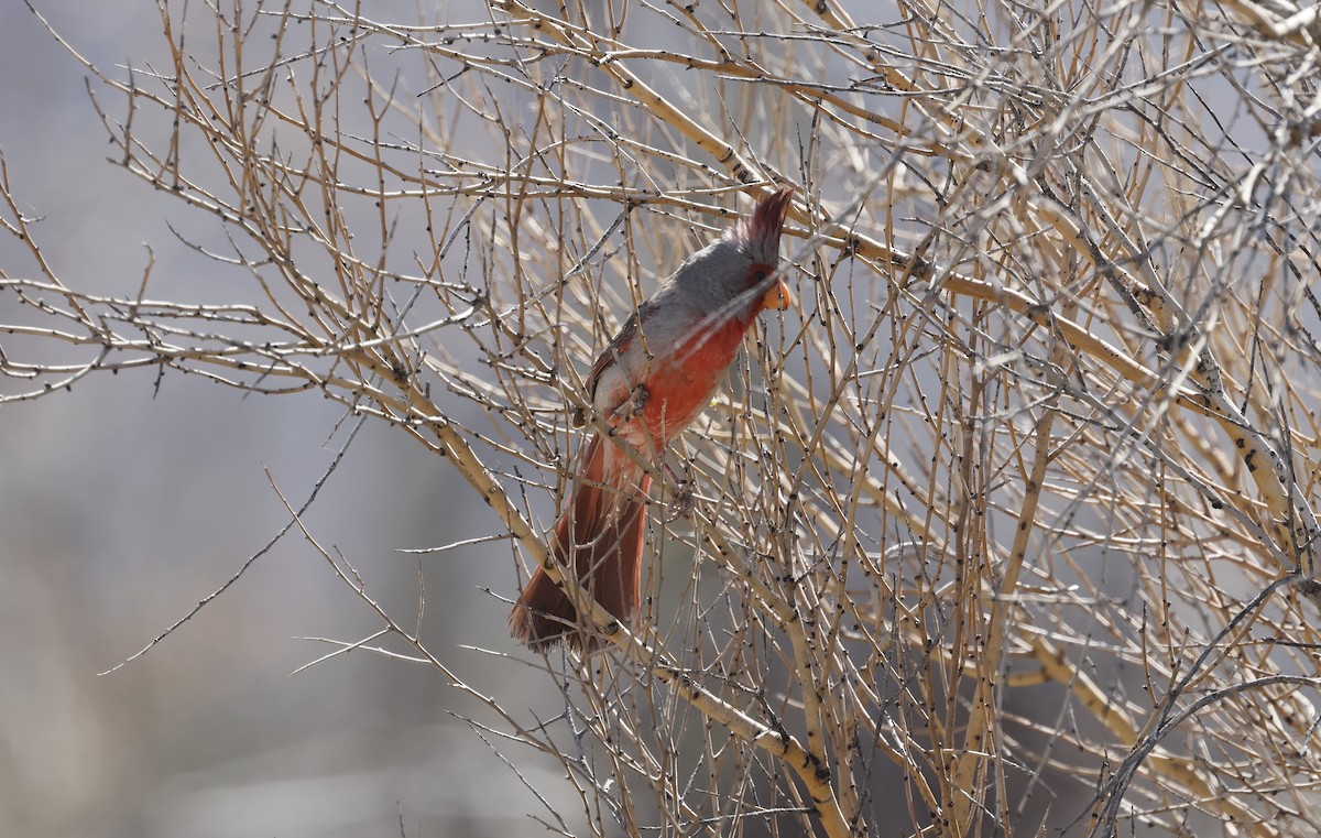 ムネアカコウカンチョウ - ML657588052
