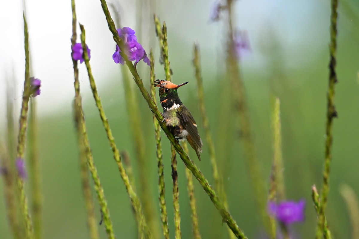 Rufous-crested Coquette - ML657588130