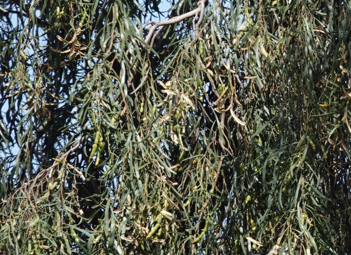 null - ML657588140