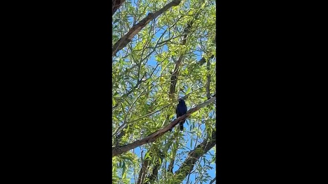 Blue Grosbeak - ML657588204