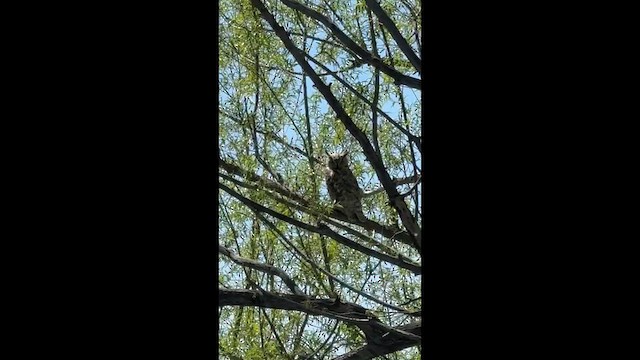 Great Horned Owl - ML657588363