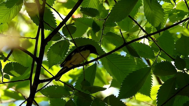 Black-throated Blue Warbler - ML657588435