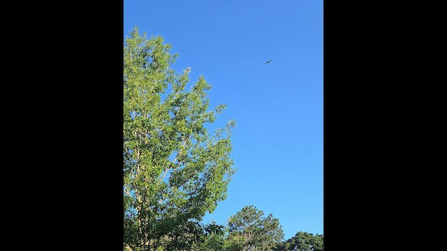 Mississippi Kite - ML657588503